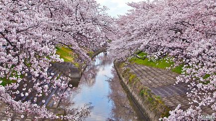Цвітіння сакури навесні в Японії, miuki mikado • віртуальна японія