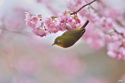 Sakura înflori în primăvară în Japonia, miuki mikado • Japonia virtuală