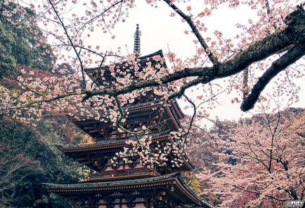 Sakura înflori în primăvară în Japonia, miuki mikado • Japonia virtuală