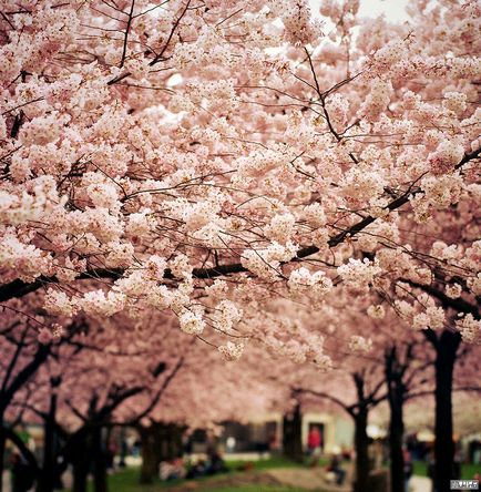 Sakura înflori în primăvară în Japonia, miuki mikado • Japonia virtuală