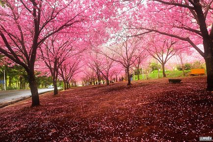 Sakura înflori în primăvară în Japonia, miuki mikado • Japonia virtuală