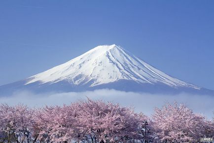 Sakura înflori în primăvară în Japonia, miuki mikado • Japonia virtuală