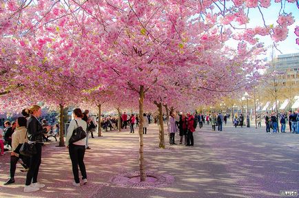 Sakura înflori în primăvară în Japonia, miuki mikado • Japonia virtuală