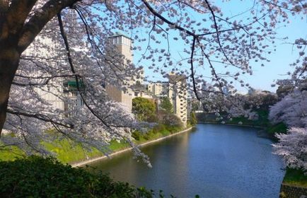 Sakura înflorit în Japonia - Sărbători Khanami - 2017 de comentarii și forumuri - a plecat!