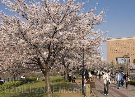 Sakura înflorit în Japonia - Sărbători Khanami - 2017 de comentarii și forumuri - a plecat!