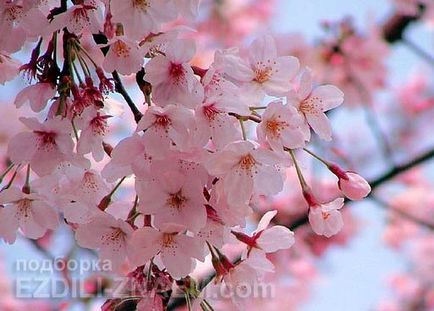 Sakura înflorit în Japonia - Sărbători Khanami - 2017 de comentarii și forumuri - a plecat!