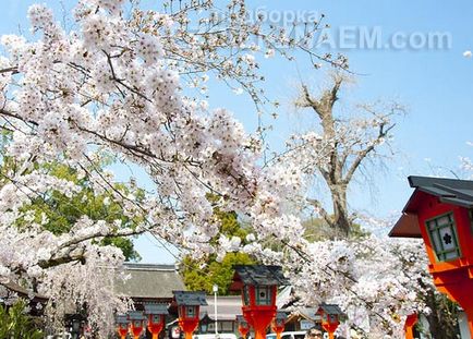 Sakura înflorire în Japonia - Sărbători Khanami - 2017 de comentarii și forumuri - a plecat!