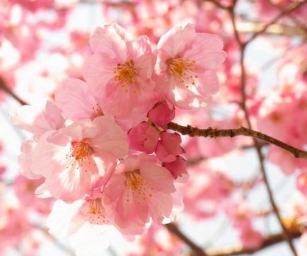 Sakura înflorire în Japonia - Sărbători Khanami - 2017 de comentarii și forumuri - a plecat!