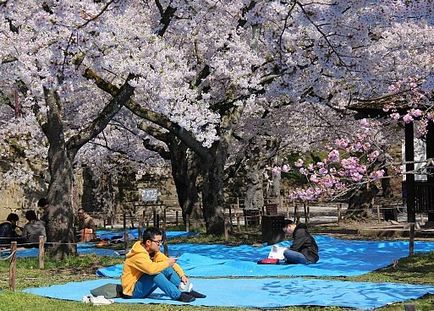 Sakura înflorit în Japonia - Sărbători Khanami - 2017 de comentarii și forumuri - a plecat!