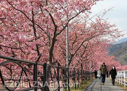 Sakura înflorire în Japonia - Sărbători Khanami - 2017 de comentarii și forumuri - a plecat!