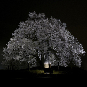 Sakura înflorit - cireș japonez, călătorie, blog despre turism