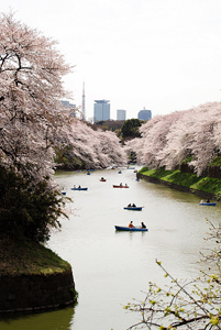 Sakura înflorit - cireș japonez, călătorie, blog despre turism