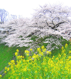 Sakura înflorit - cireș japonez, călătorie, blog despre turism