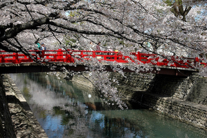 Цвітіння сакури - японської вишні, подорожуй, блог про туризм