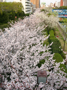 Sakura înflorit - cireș japonez, călătorie, blog despre turism