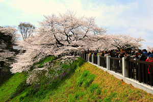 Sakura înflorit - cireș japonez, călătorie, blog despre turism