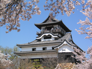 Цвітіння сакури - японської вишні, подорожуй, блог про туризм