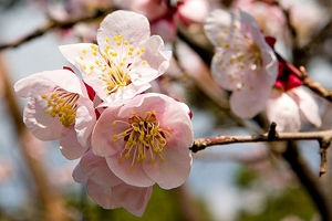 Sakura înflorit - cireș japonez, călătorie, blog despre turism