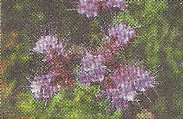 Flori-plante melifere - grădini de Siberia