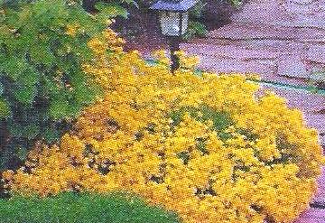 Квіти-медоноси - сади сибіру
