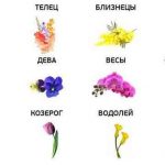 Flori în casă de feng shui pentru iubire, bani, violet pentru bogăție, orhidee pentru fericire, ce flori