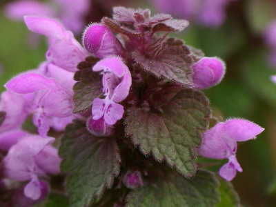 Floarea urzică și descrierea speciei sale - alb, roz, purpuriu, pătate și văzute