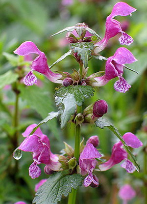 Квітка яснотка і опис його видів - біла, рожева, пурпурна, крапчаста і плямиста яснотка