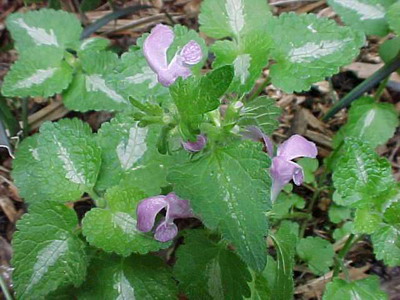 Floarea urzică și descrierea speciei sale - alb, roz, purpuriu, pătate și văzute