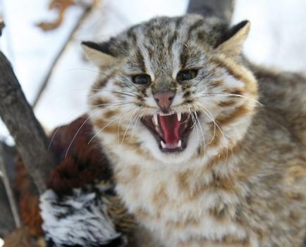 Orientul Îndepărtat Amur Forest Cat