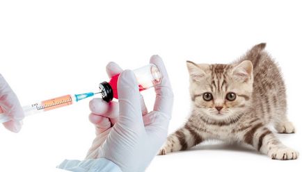 Akár hogy oltás egy cica, amely a védőoltások van szükség, cica