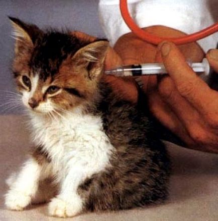 Akár hogy oltás egy cica, amely a védőoltások van szükség, cica