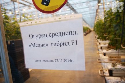 Directorul fabricii de legume din castravetele din Belarus nu este nimic bielorusă