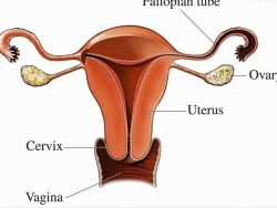 Lungimea cervicală în timpul sarcinii