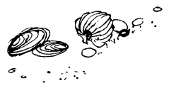 Для чого молюски вирощують собі раковини