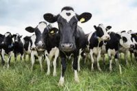Contractul de cumpărare și vânzare de vacă - avocat - portal juridic
