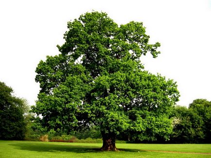 Descrierea stejarului (ordinară), plantarea, cultivarea și îngrijirea