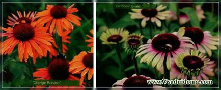 Echinacea (fotografie) - grade de plantare și de îngrijire, un site despre o grădină, o reședință de vară și plante de apartament
