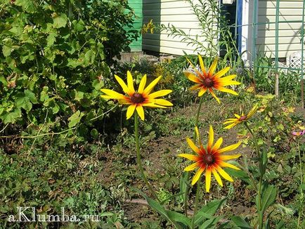 Echinacea proprietăți utile și contraindicații, utilizare, echinacee purpuriu, plantare și îngrijire