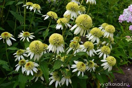 Echinacea soiuri violet, cultivare, gradina Vyatka