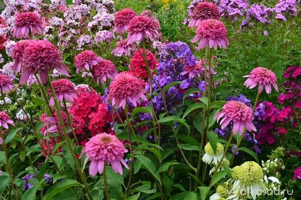 Echinacea purpurea fajták, termesztés, kert vyatskiy