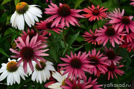 Echinacea soiuri violet, cultivare, gradina Vyatka