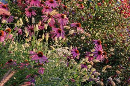 Ехінацея пурпурна сорти, вирощування, вятский сад