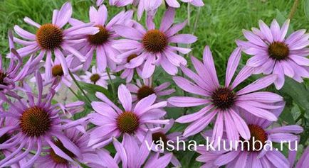 Echinacea manual de instrucțiuni de plante