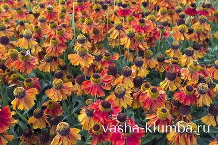 Echinacea manual de instrucțiuni de plante