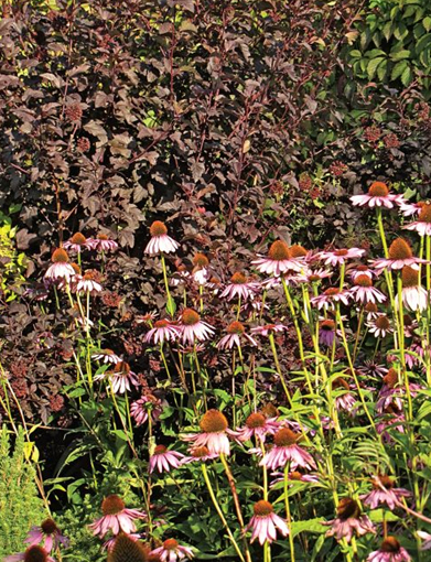 Echinacea în grădina de flori