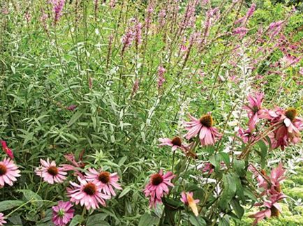 Echinacea virágoskert