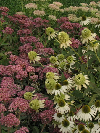 Echinacea în grădina de flori