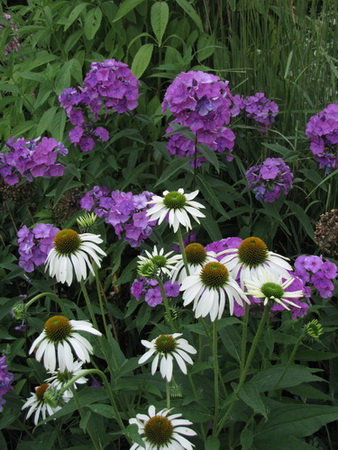 Echinacea virágoskert