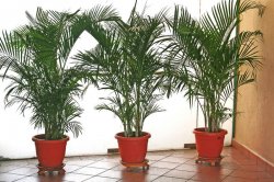 Фінікова пальма догляд в домашніх умовах фото, посадка, розмноження