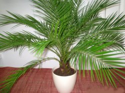 Фінікова пальма догляд в домашніх умовах фото, посадка, розмноження